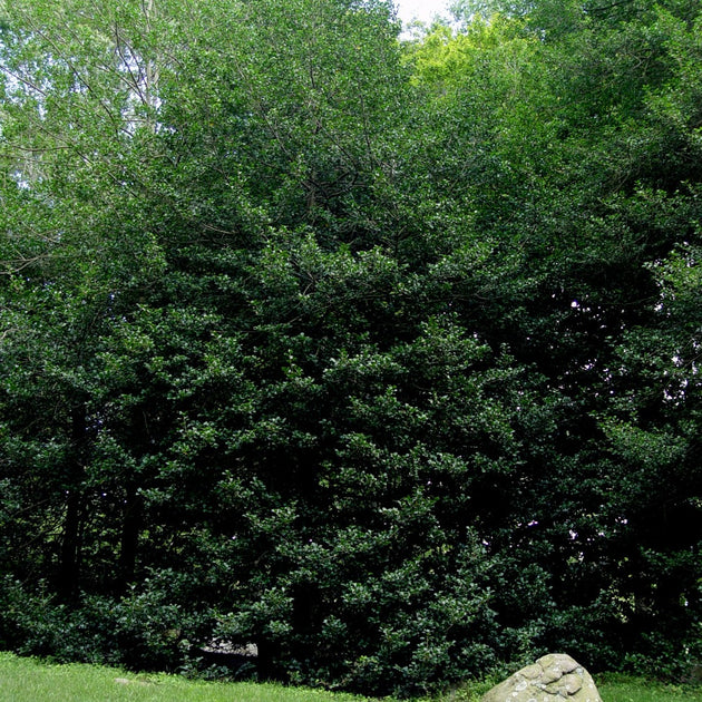 Ilex_opaca_e53bb4f6-7a44-4911-