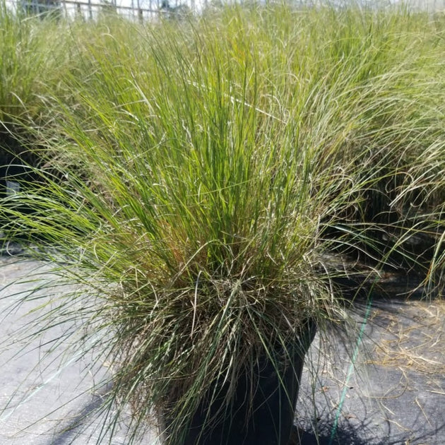 Muhlenbergia reverchonii Undaunted® Muhly Grass American Beauties
