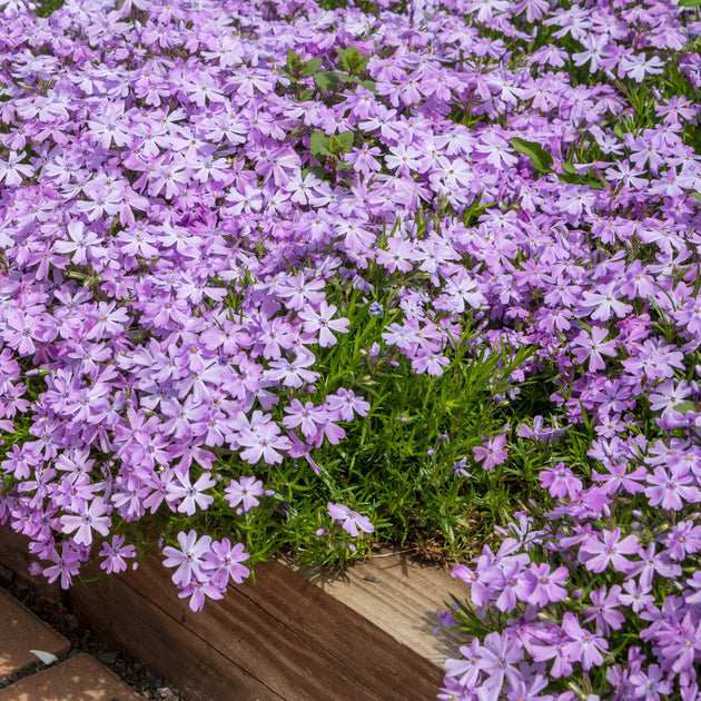 Buy Creeping Phlox at your local garden center! – American Beauties Native  Plants
