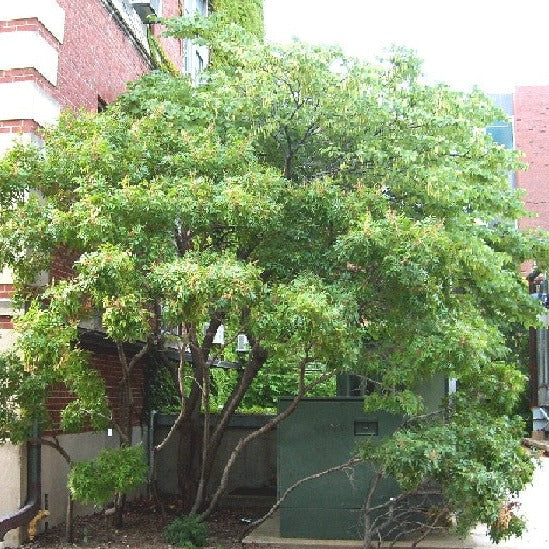 Buy Shining Sumac at your local garden center! American Beauties Native Plants