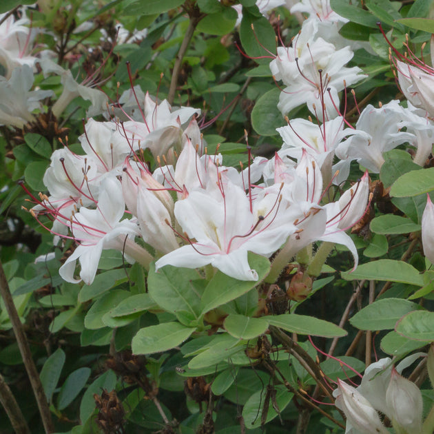 Buy Sweet Azalea, Smooth Azalea at your local garden center!  American  Beauties Native Plants