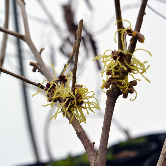 Vernal Witch Hazel (Hamamelis Vernalis) Flowering Shrub – 15 Seeds – Perennial – Free Shipping