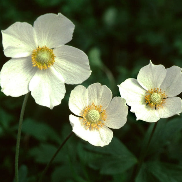 *anemone* Richard Aherns' Japanese anemone - Fine Gardening