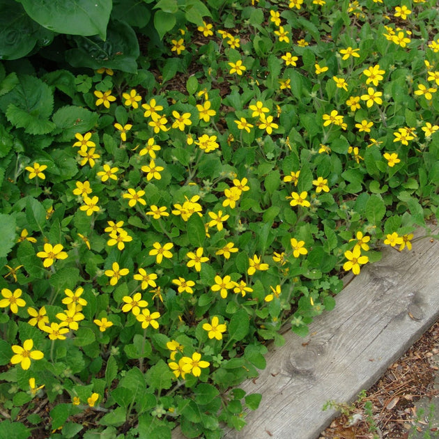 Chrysogonum virginianum (green and gold)