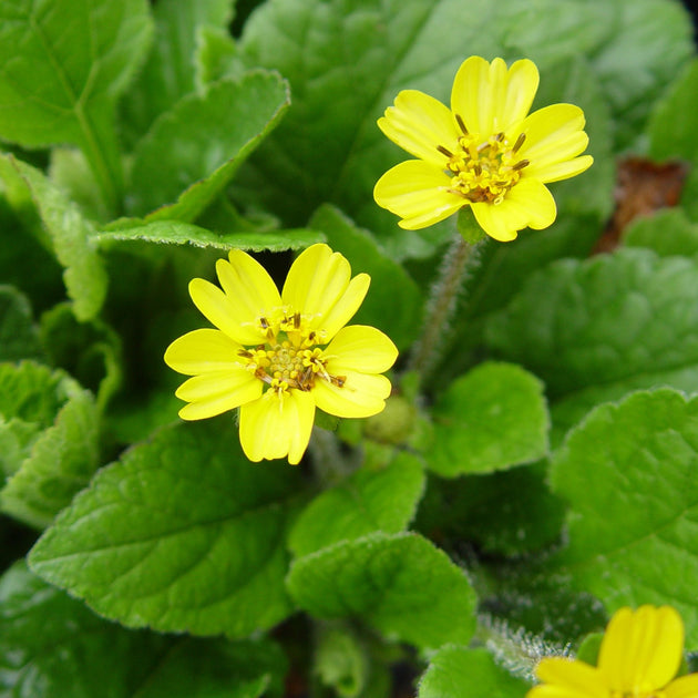 American Beauties Green-and-Gold Plant (Chrysogonum Virginianum)