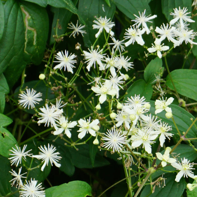 Clematis virginiana - old man's beard – American Beauties Native