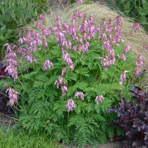 Dicentra eximia deals