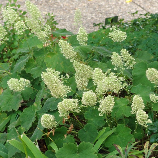 Buy Hairy Alumroot at your local garden center! – American