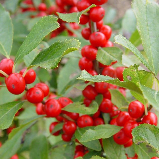 Buy Winterberry at your local garden center! American Beauties Native