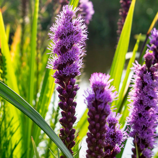 grass herbicide blazing star Buy Dense Blazing Star at your local garden center! – American Beauties Native Plants