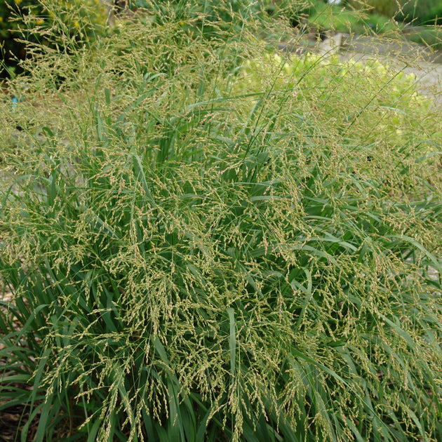 Buy Switchgrass at your local garden center! – American Beauties Native  Plants