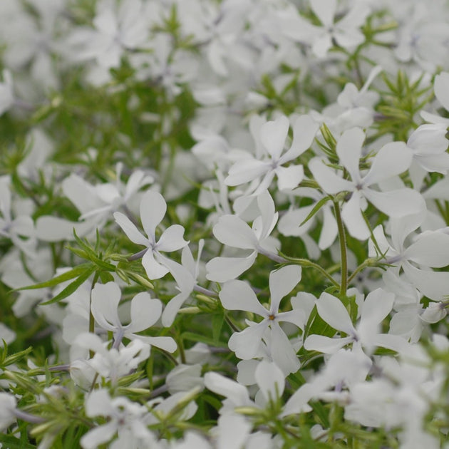 Buy Woodland Phlox at your local garden center! – American