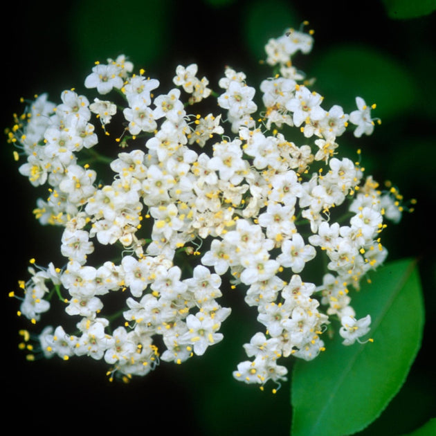 Viburnum prunifolium Blackhaw Viburnum American Beauties Native Plants