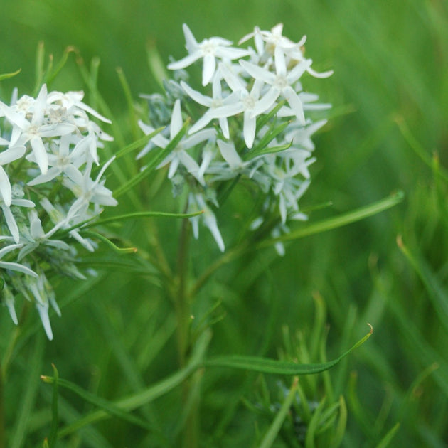 Buy Threadleaf bluestar at your local garden center! – American