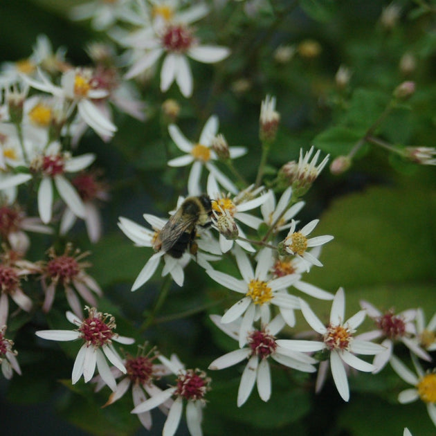 Buy Woodland Aster at your local garden center! – American Beauties