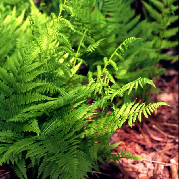 anthurium filix femina Buy Lady Fern at your local garden center! – American Beauties Native Plants