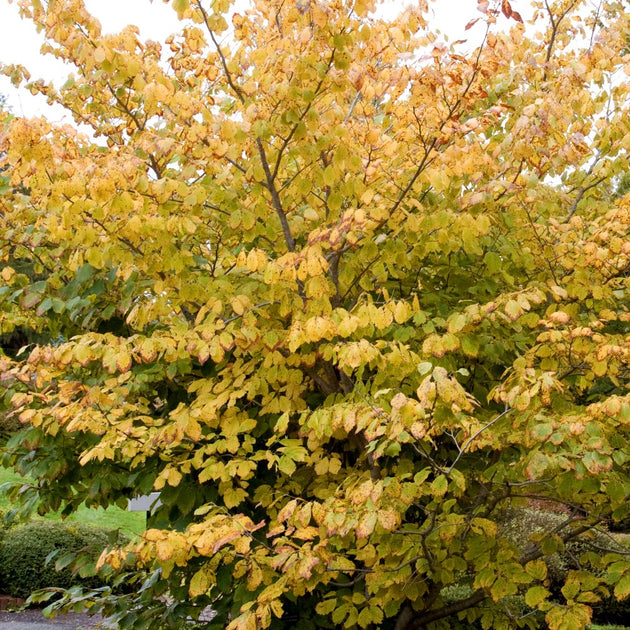 Hamamelis virginiana