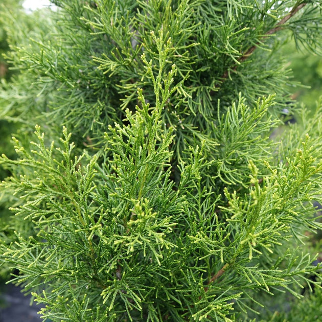 Buy Brodie Eastern Red Cedar at your local garden center