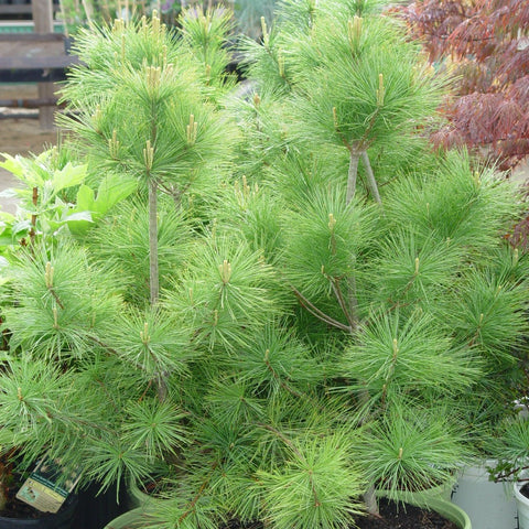 Pinus strobus - Eastern White Pine