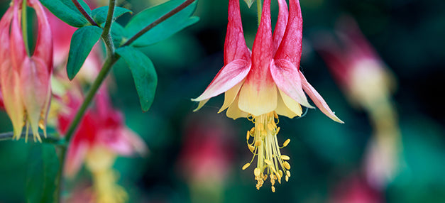 Top 10 Early Spring-Blooming Natives for Your Yard – American Beauties ...