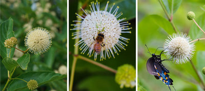 The Pollinator Hotspot That Transforms Your Landscape!