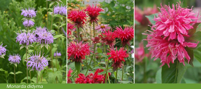 All about Monarda didyma