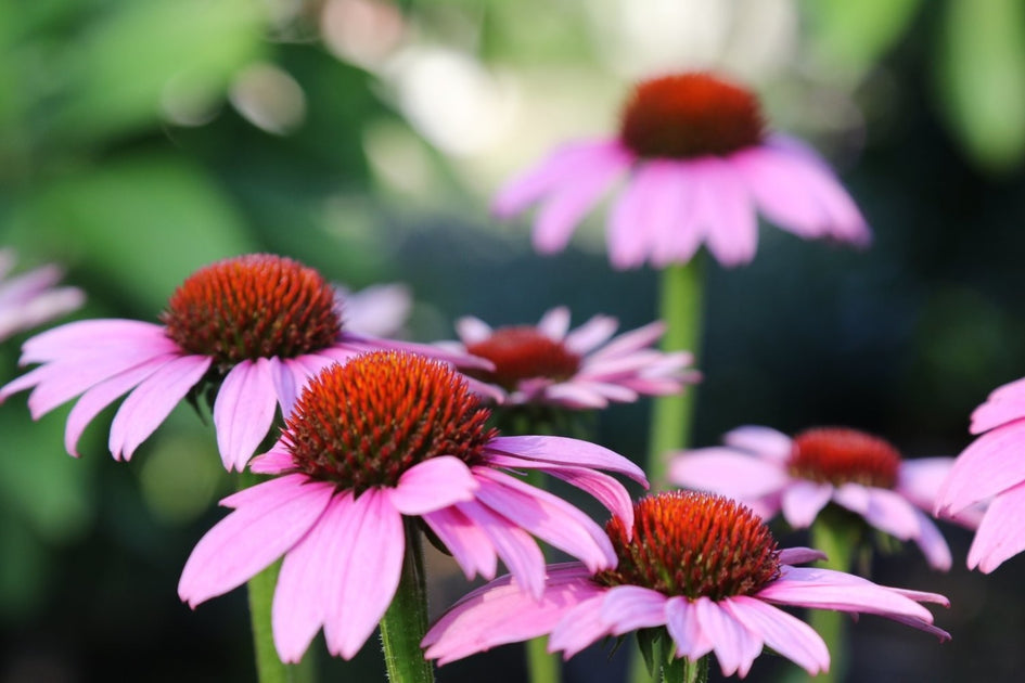 Native Perennials – American Beauties Native Plants