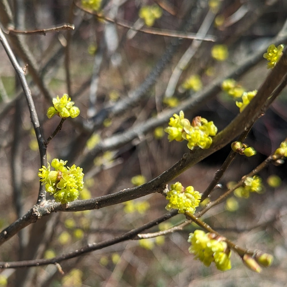 Lindera benzoin - Northern spicebush – American Beauties Native Plants