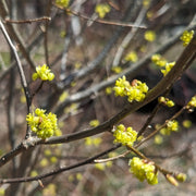 Lindera benzoin - Northern spicebush