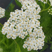 Achillea millefolium - yarrow