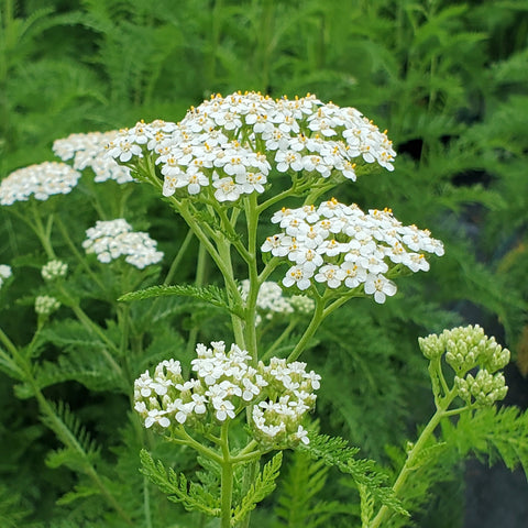 Achillea millefolium - yarrow