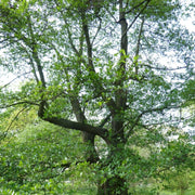 Alnus serrulata - tag alder