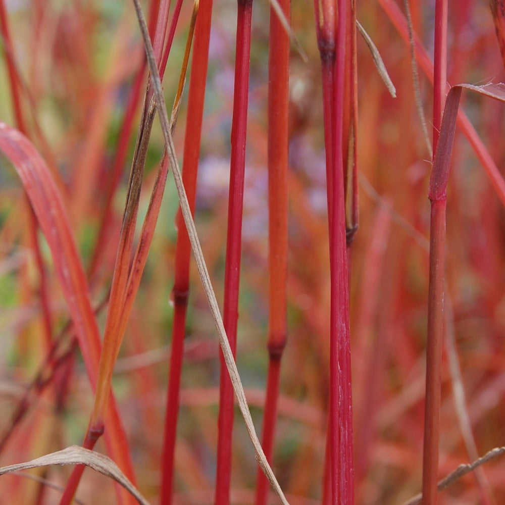 Buy Big Bluestem at your local garden center! – American Beauties Native  Plants