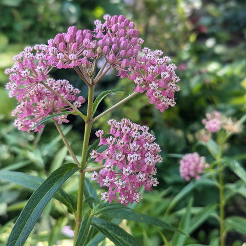 Image credit: Prides Corner Farms