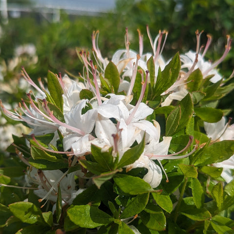Buy Coastal Azalea, Dwarf Azalea at your local garden center! – American  Beauties Native Plants