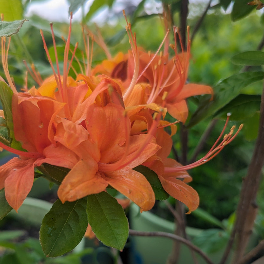 rhododendron calendulaceum kaufen Buy Flame Azalea at your local garden center! – American Beauties Native  Plants