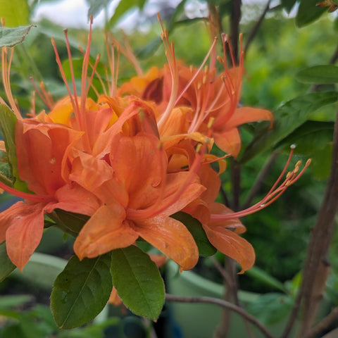 Buy Flame Azalea at your local garden center! – American Beauties Native  Plants
