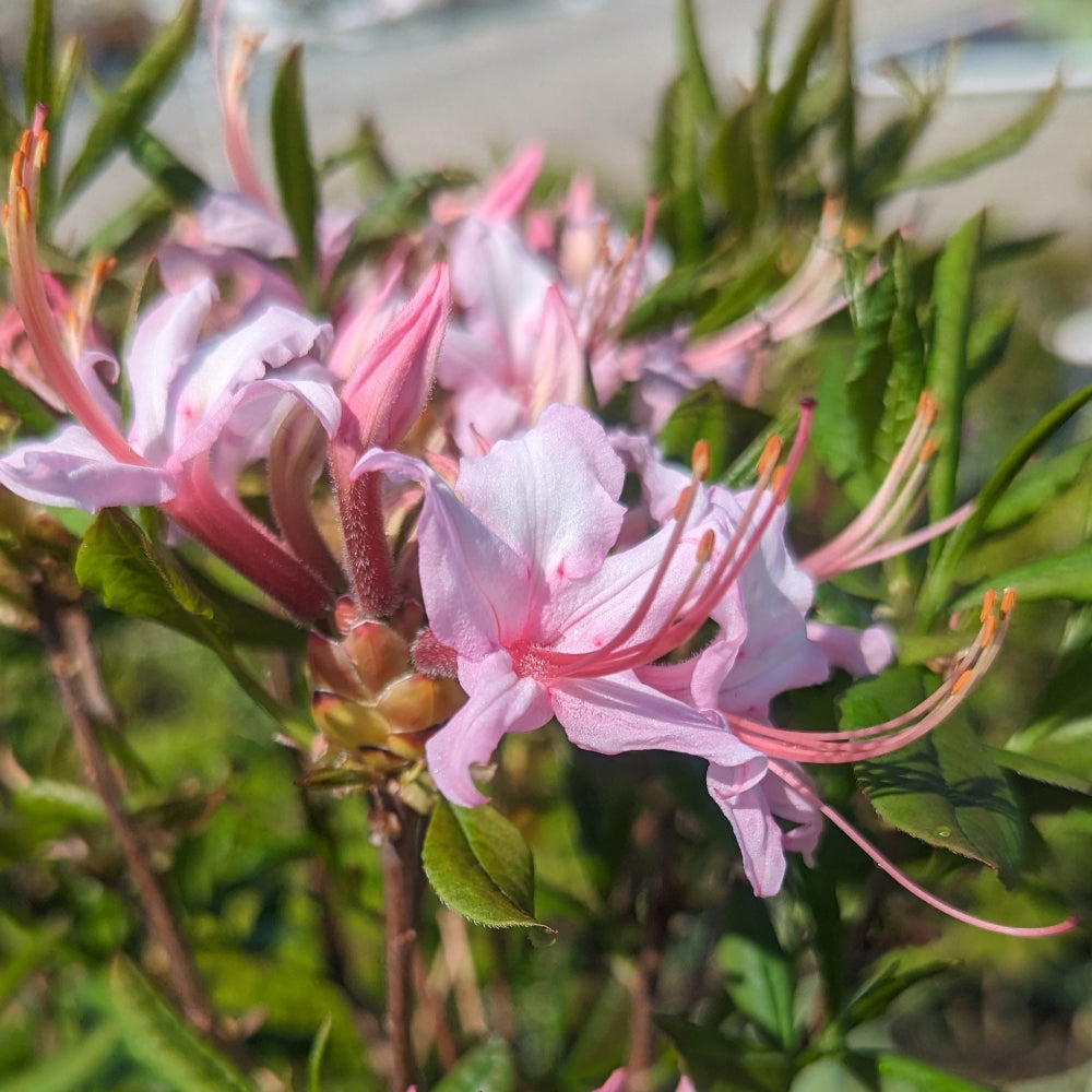 Rhododendron periclymenoides