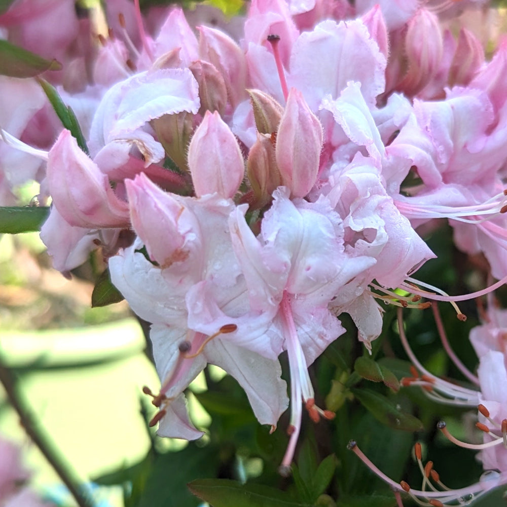 rhododendron periclymenoides Rhododendron periclymenoides