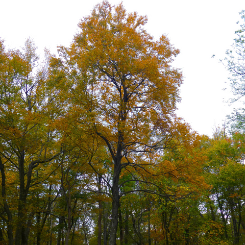 Betula lenta - sweet birch