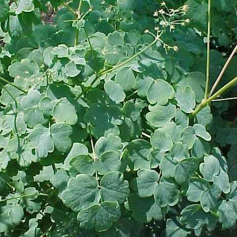 Thalictrum dioicum - Early Meadow-Rue