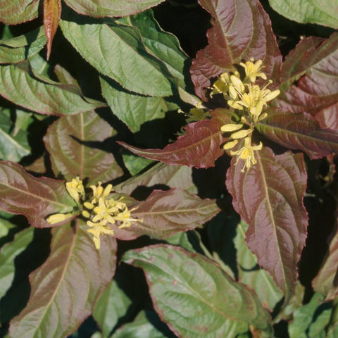 Diervilla lonicera 'Copper' - low bush honeysuckle