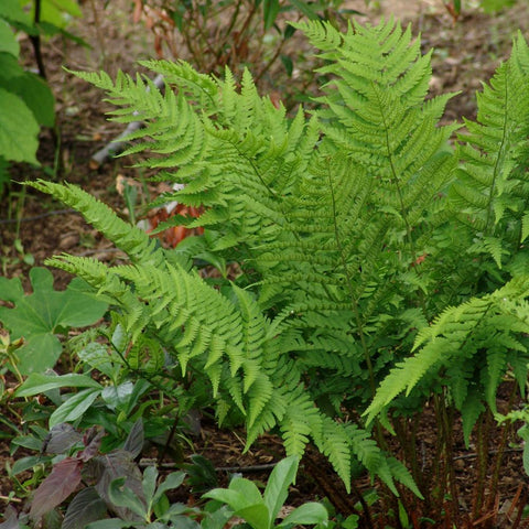 Dryopteris goldiana - goldy's wood fern