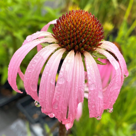 Echinacea simulata - wavyleaf purple coneflower