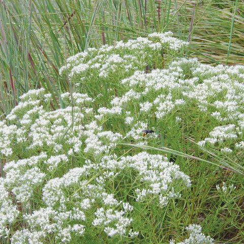 Eupatorium hyssopifolium - Hyssopleaf Thoroughwort