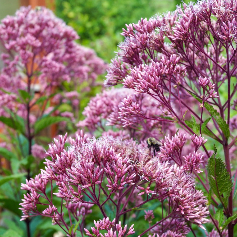 Eupatorium Eupatorium Maculatum Leaves