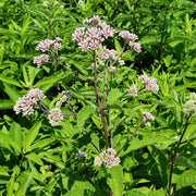 Eupatorium purpureum syn. Eutrochium purpureum - Sweet-Scented Joe-Pye Weed