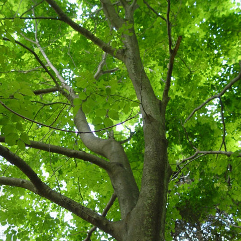 Fagus grandifolia - American Beech