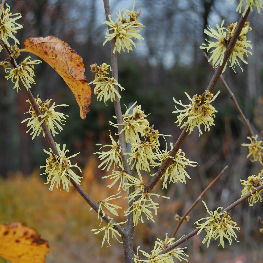 Hamamelis virginiana 'Harvest Moon'