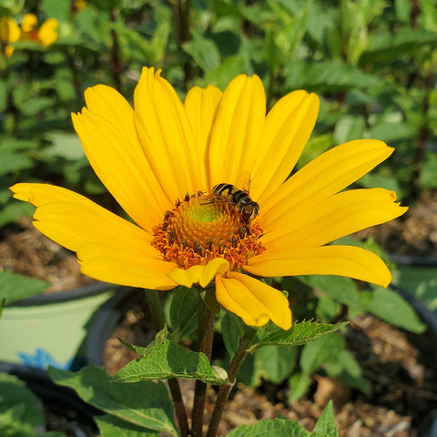 Heliopsis helianthoides var. scabra 'Punto Russo' - punto russo smooth ox-eye